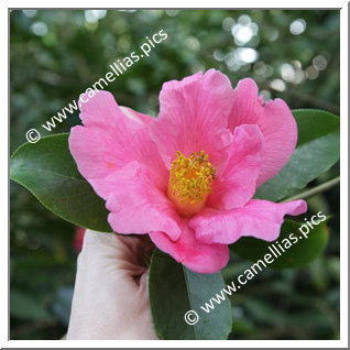 Camellia Reticulata 'Mary Williams'