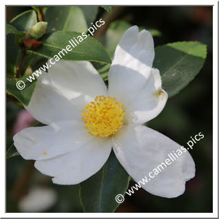 Camellia Hybrid 'Mason Farm '