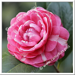 Camellia Japonica 'Massimo d'Azeglio'