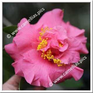 Camellia Hybrid 'Masterscent'