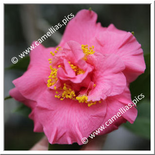 Camellia Hybride 'Masterscent'