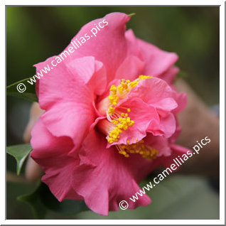 Camellia Hybrid 'Masterscent'