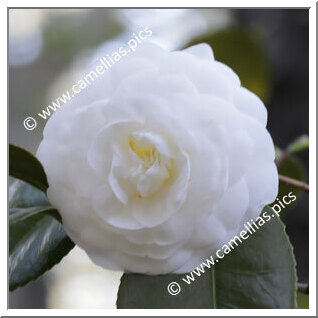 Camellia Japonica 'Masterpiece'