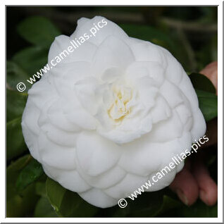 Camellia Japonica 'Mathotiana Alba'
