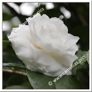 Camellia Japonica 'Mathotiana Alba'