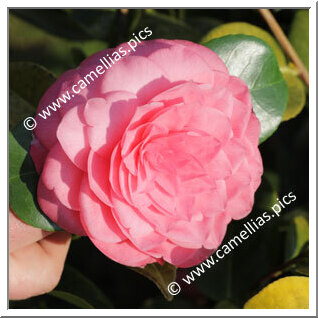 Camellia Japonica 'Mathotiana Rosea'