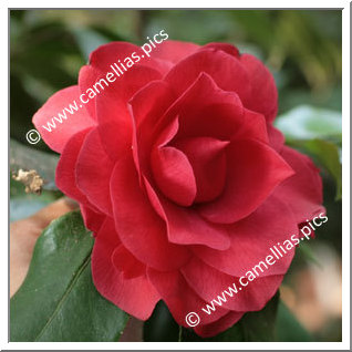 Camellia Japonica 'Mathotiana'