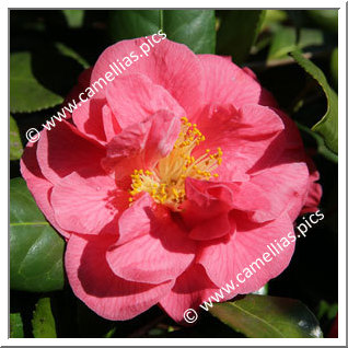 Camellia Japonica 'Mathotiana Supreme'