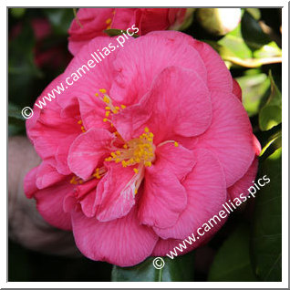 Camellia Japonica 'Mathotiana Supreme'