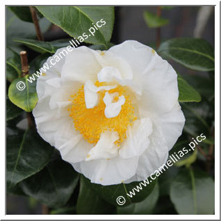 Camellia Japonica 'Matilija Poppy'