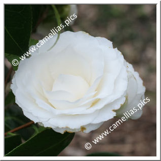 Camellia Japonica 'Matterhorn'