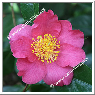 Camellia Japonica 'Mattie Cole'