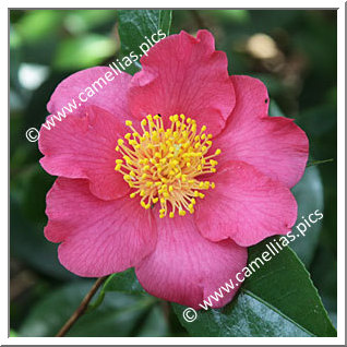 Camellia Japonica 'Mattie Cole'