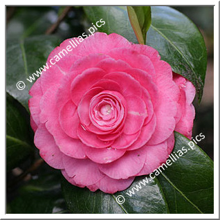 Camellia Japonica 'Lady Maude Walpole'