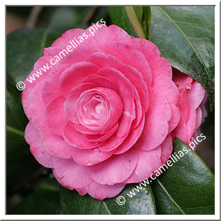 Camellia Japonica 'Lady Maude Walpole'
