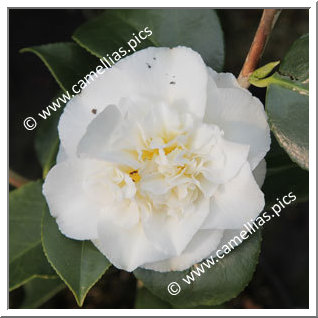 Camellia Japonica 'Maui'