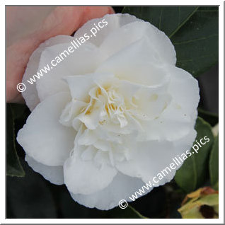 Camellia Japonica 'Maui'