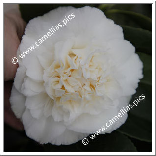 Camellia Japonica 'Maui'