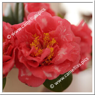 Camellia Japonica 'Maverick'