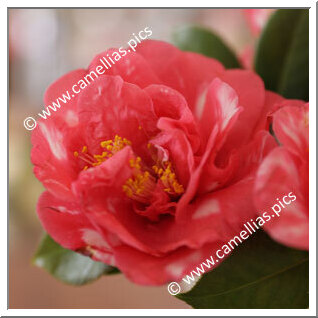 Camellia Japonica 'Maverick'