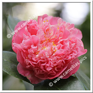 Camellia Japonica 'Max Goodley'