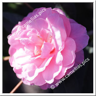 Camellia Reticulata 'Maye Taohong'