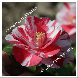 Camellia Japonica 'Mazamet'