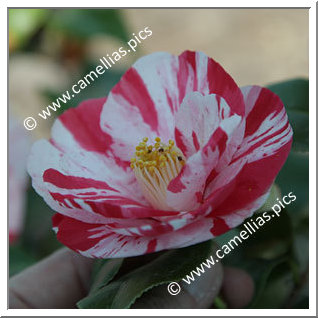 Camellia Japonica 'Mazamet'