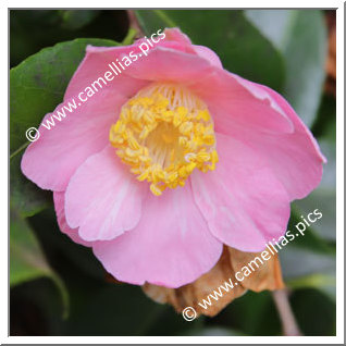 Camellia Japonica 'Billie McFarland'