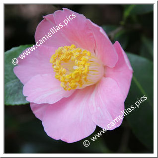 Camellia Japonica 'Billie McFarland'