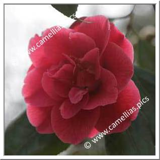 Camellia Japonica 'Dr H.G. Mealing'