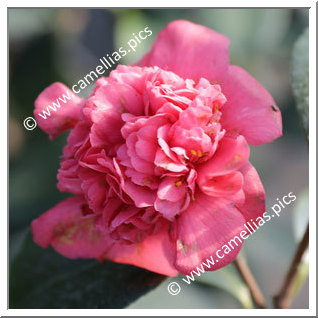 Camellia Japonica 'Victoria Mediolanensis'