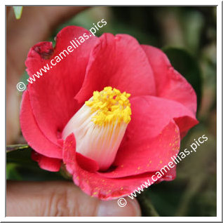 Camellia Japonica 'Meijijingû-aka-yabu'