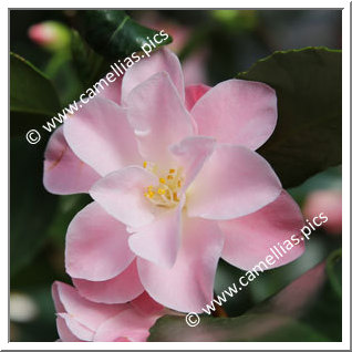 Camellia Japonica 'Meine Ingrid '