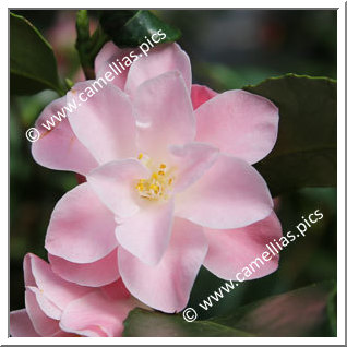 Camellia Japonica 'Meine Ingrid '