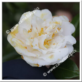 Camellia Japonica 'Meissner Porzellan'