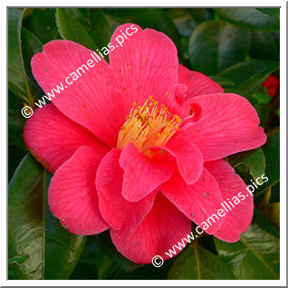 Camellia Japonica 'Mélanie Rozo'