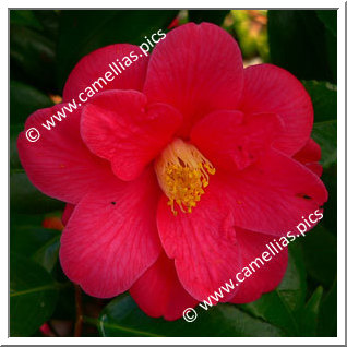 Camellia Japonica 'Mélanie Rozo'