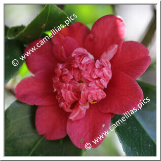 Camellia Japonica 'Memento'