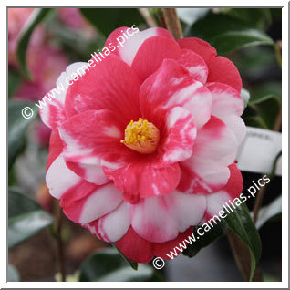 Camellia Japonica 'Memphis Belle'