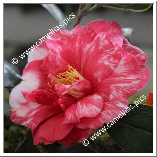 Camellia Japonica 'Memphis Belle'