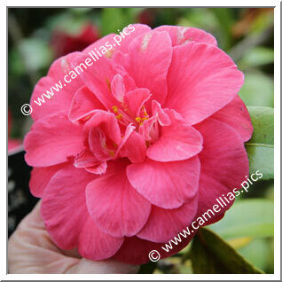 Camellia Japonica 'Mercury'
