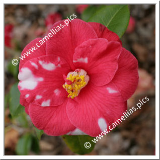 Camellia Japonica 'Mercury Variegated'