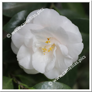 Camellia Japonica 'Meredith Lake'