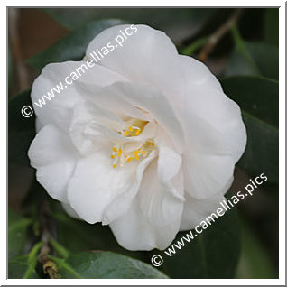 Camellia Japonica 'Meredith Lake'