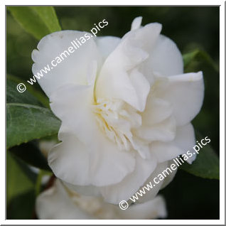 Camellia Japonica 'Merrillees'