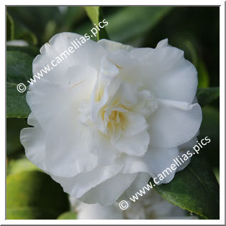 Camellia Japonica 'Merrillees'