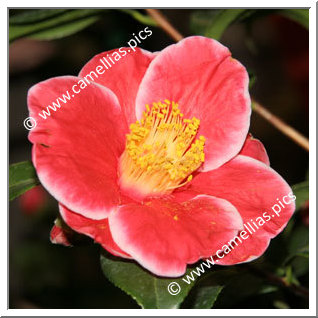 Camellia Japonica 'Merry Christmas'