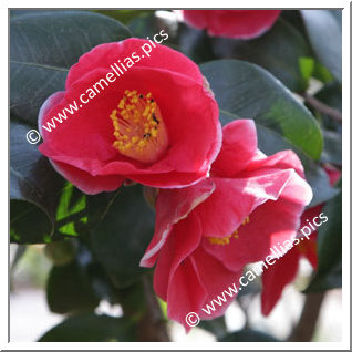 Camellia Japonica 'Merry Christmas'