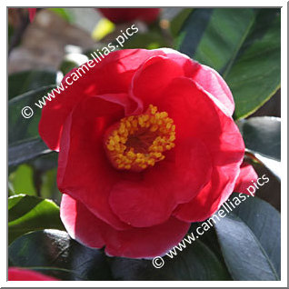 Camellia Japonica 'Merry Christmas'